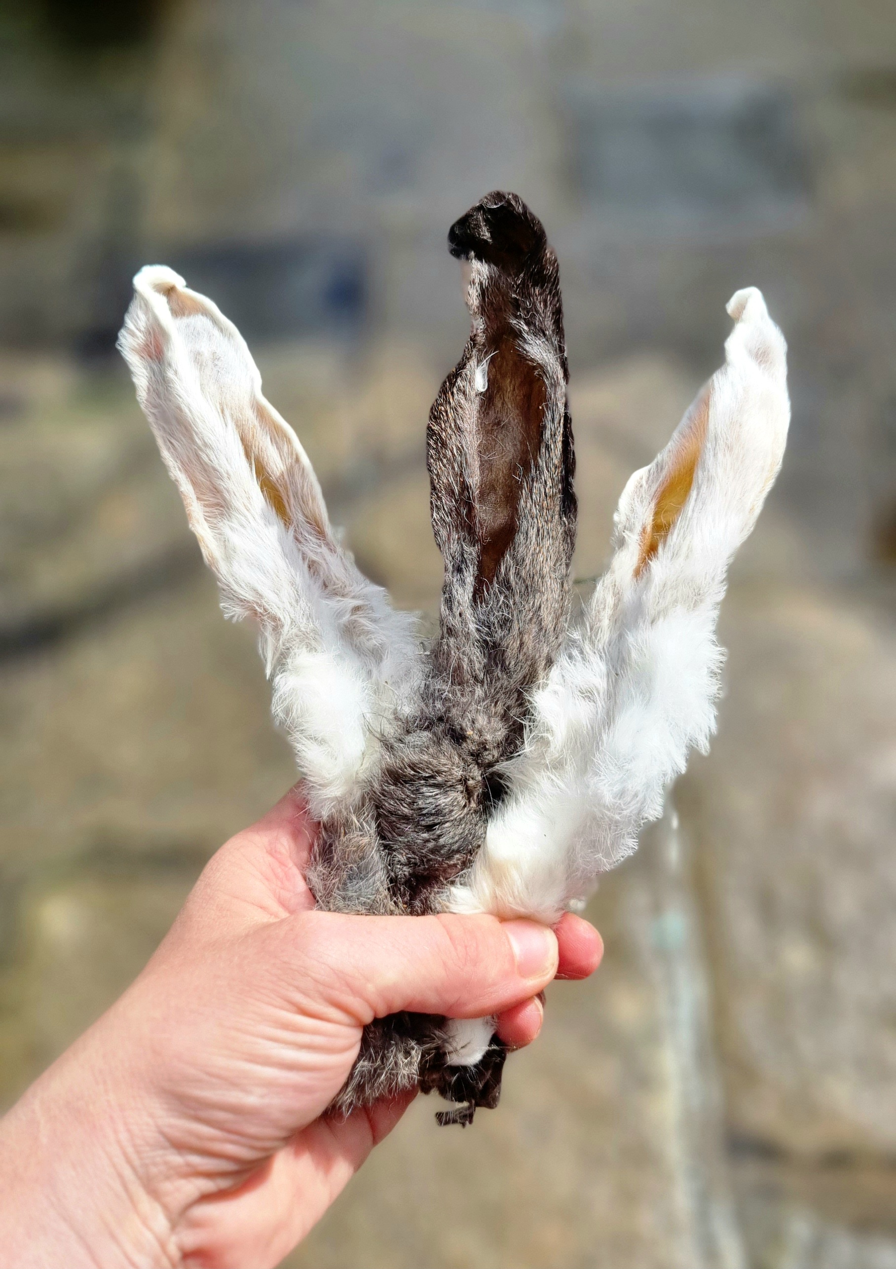 Furry Rabbit Ears