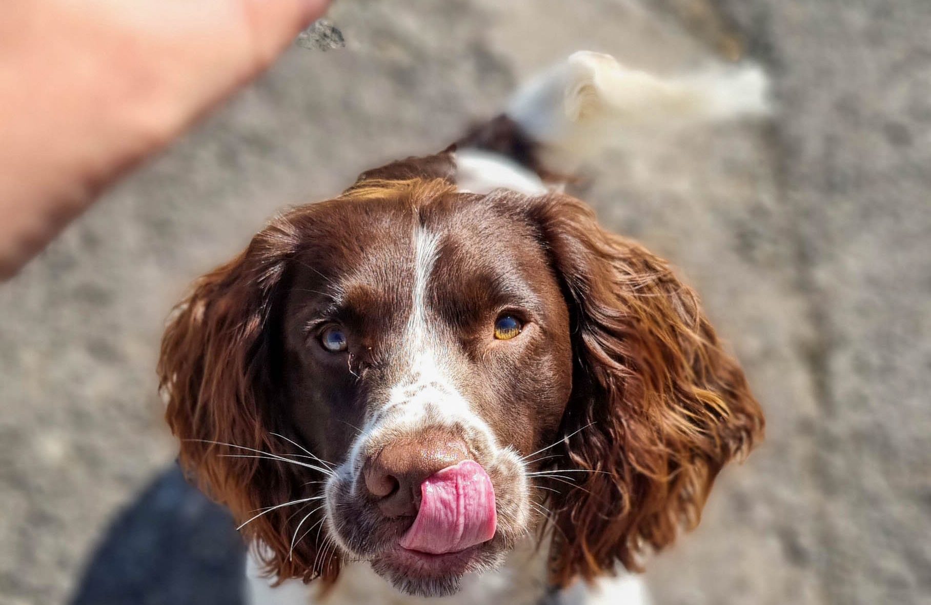 Small Training Treats Selection