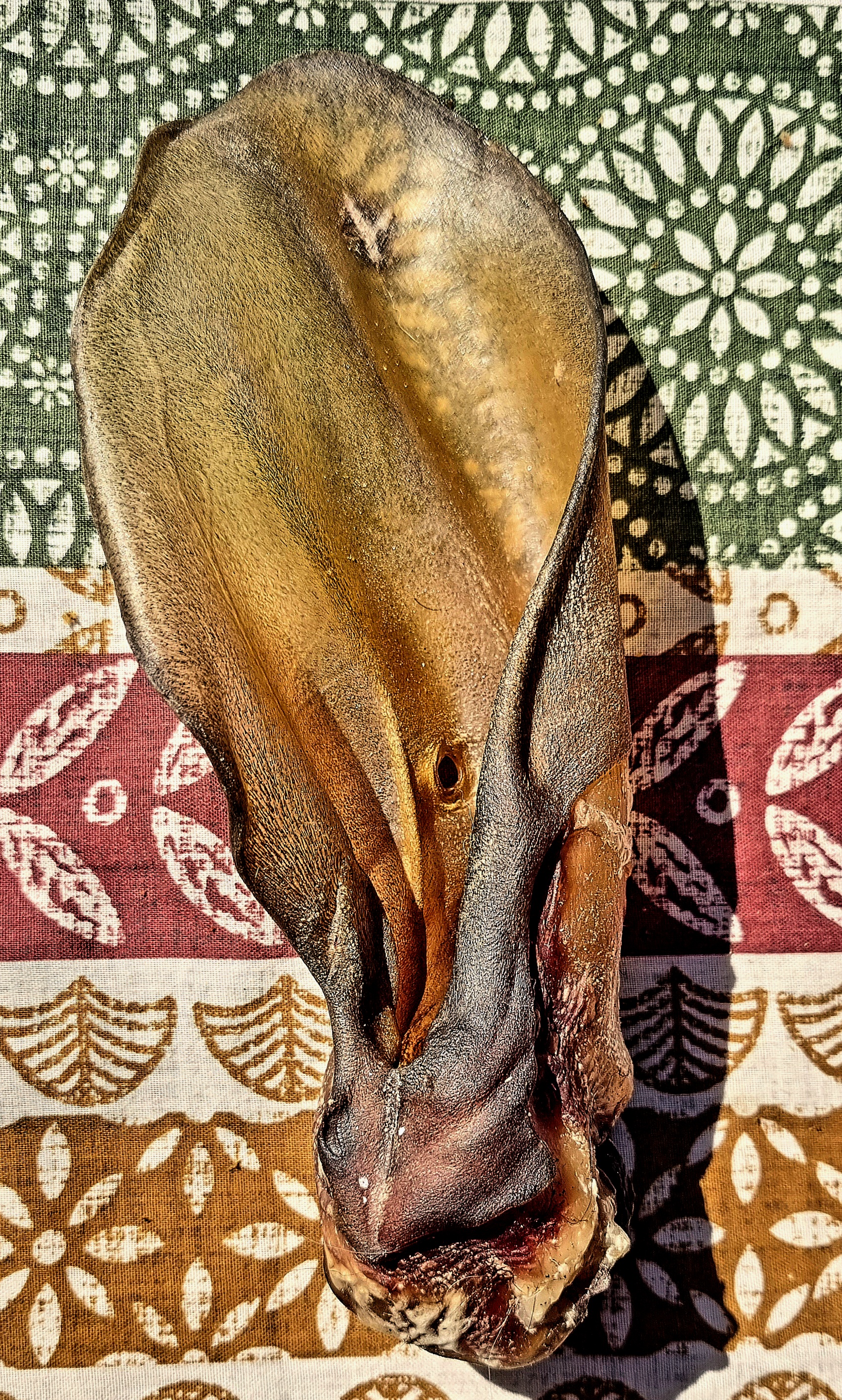 Cow Ear