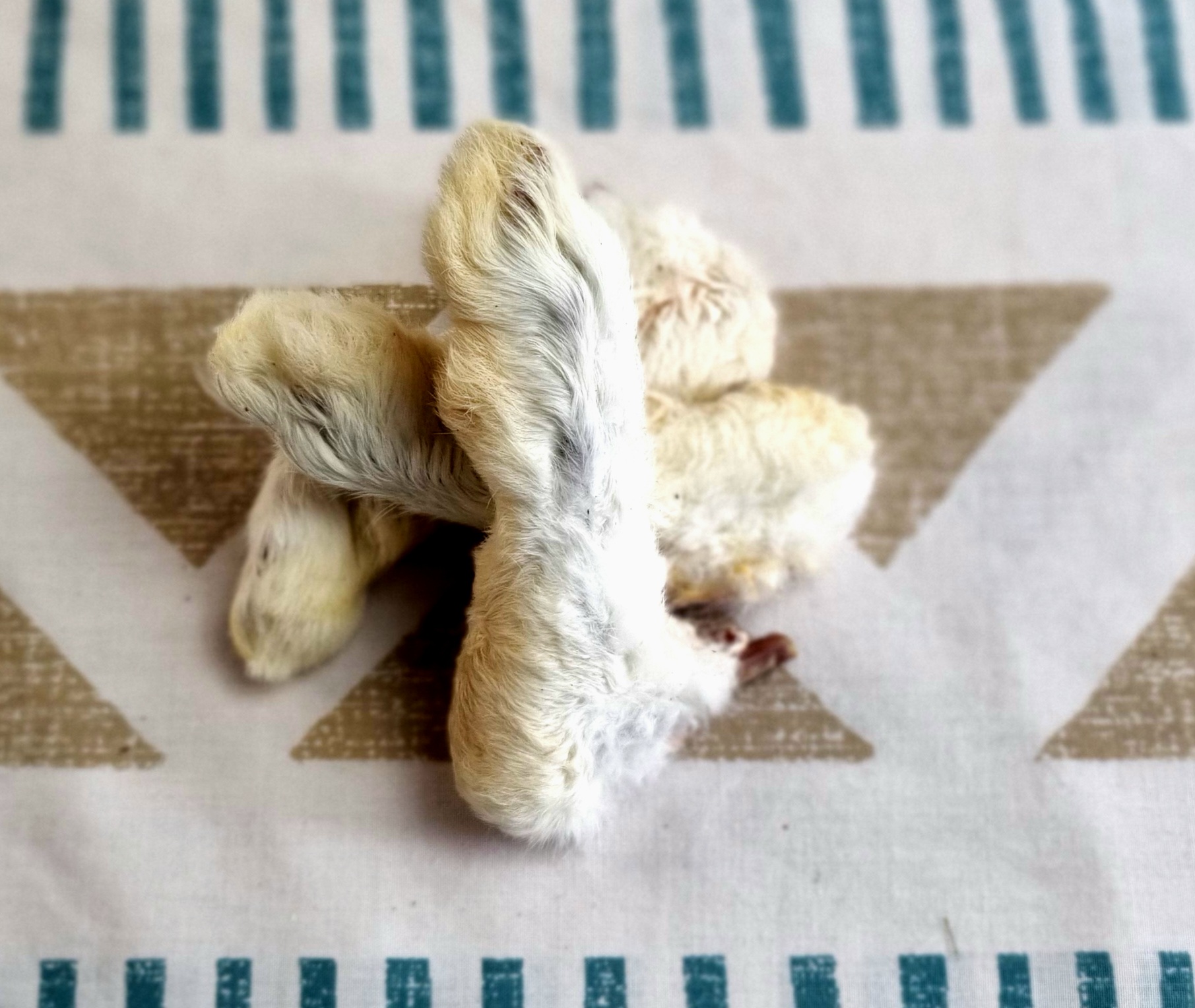 Rabbit Feet