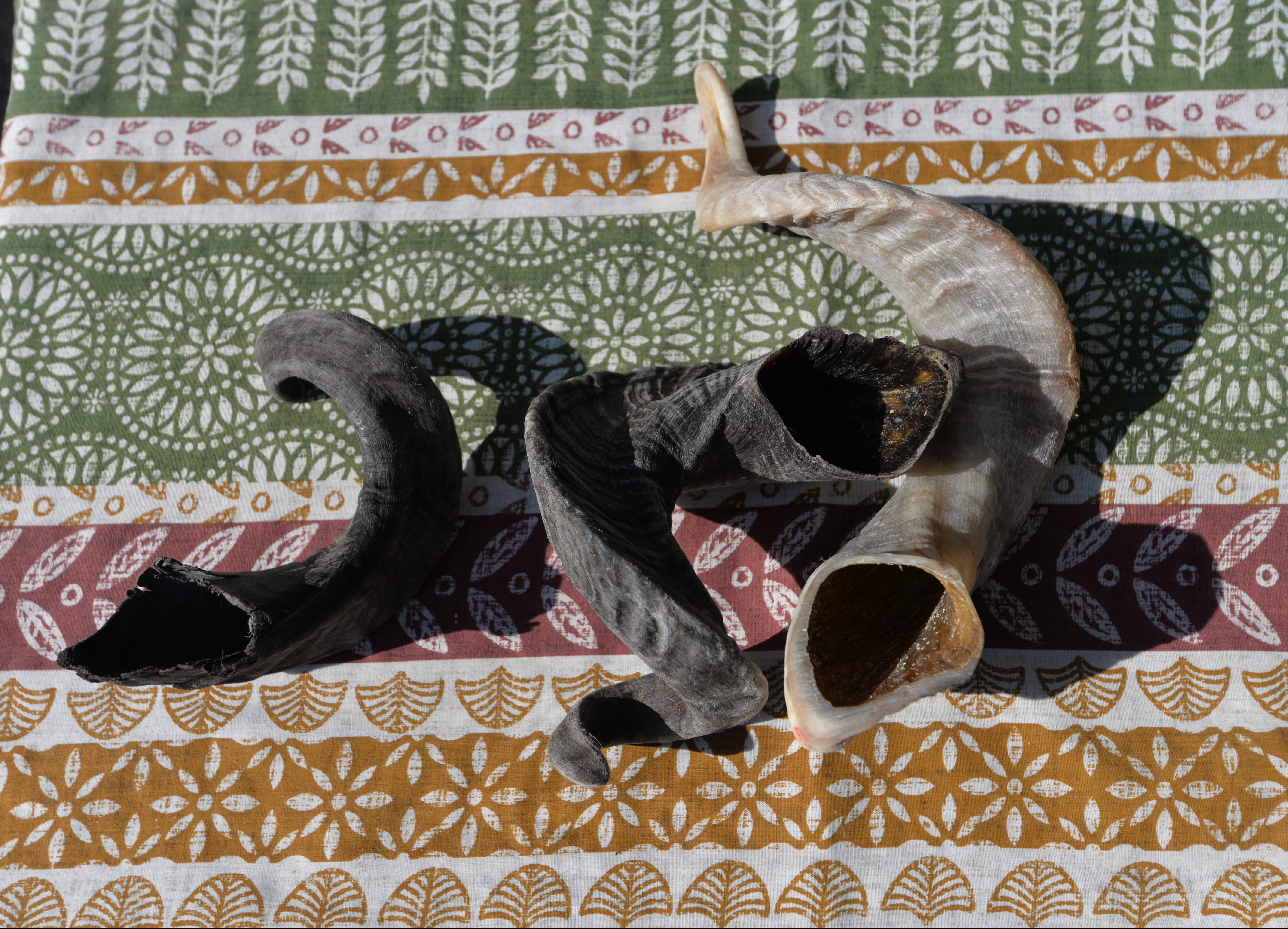 Lamb Horn