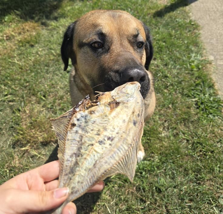 Whole Flounder